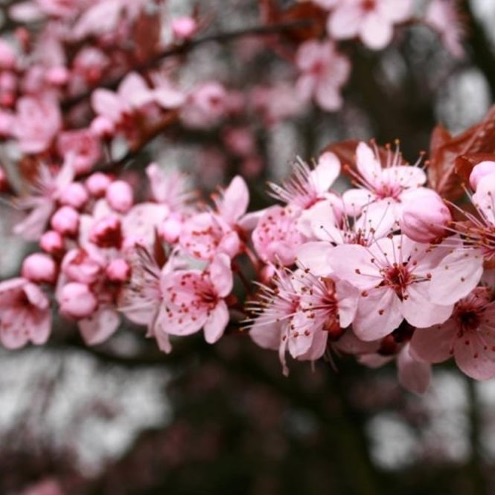 In Pics  Cherry trees blush pink as festive mood returns with