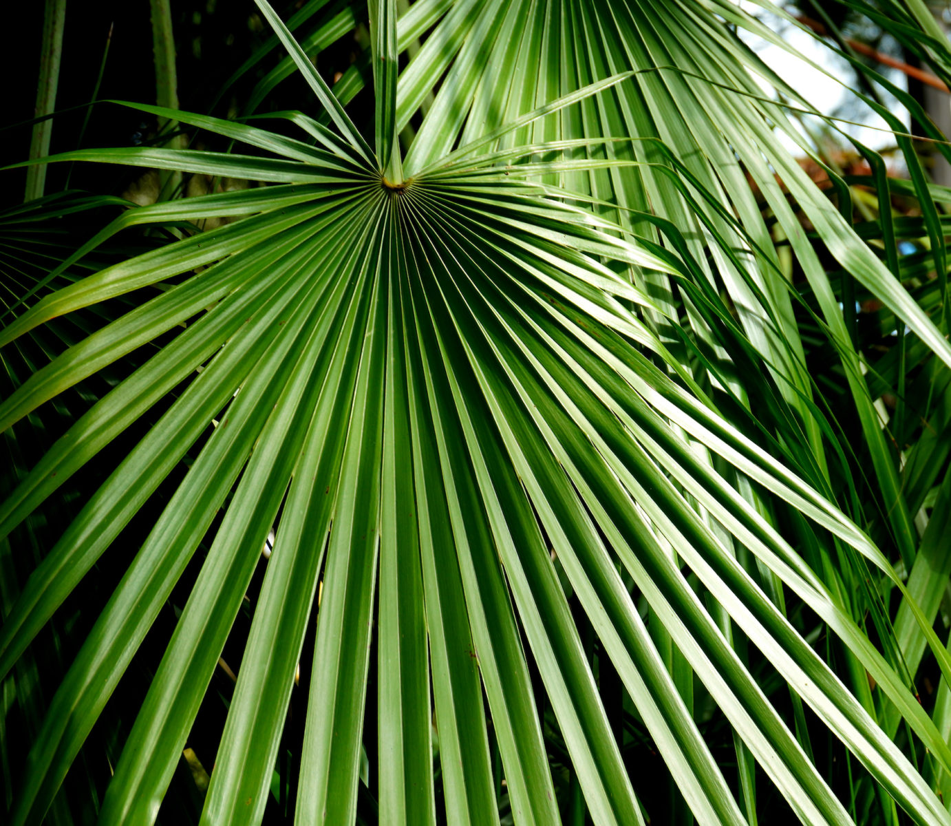 Palm Trees | Hardy Trees For the Garden | LovePlants