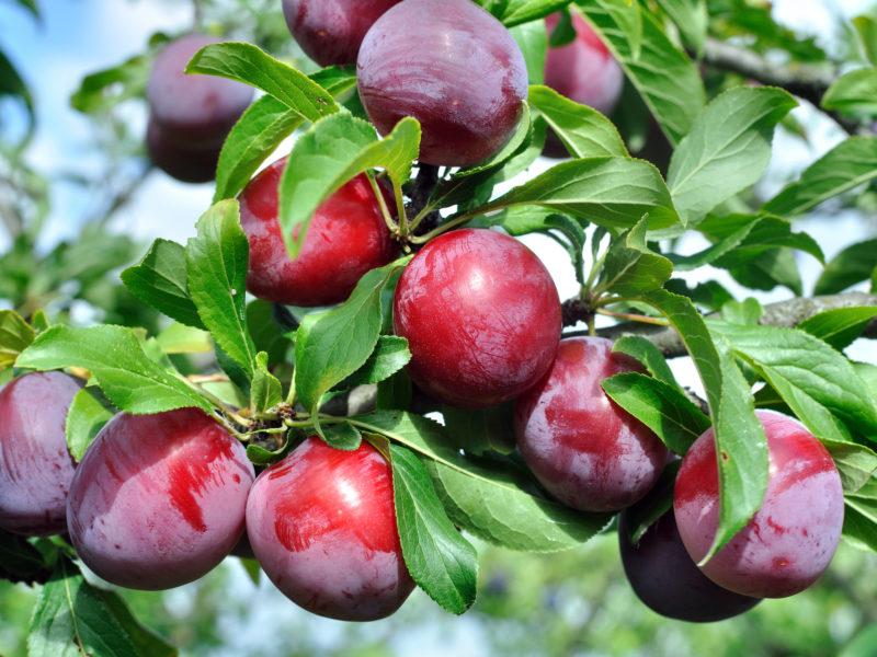 Plum Tree Fruit Trees | LovePlants