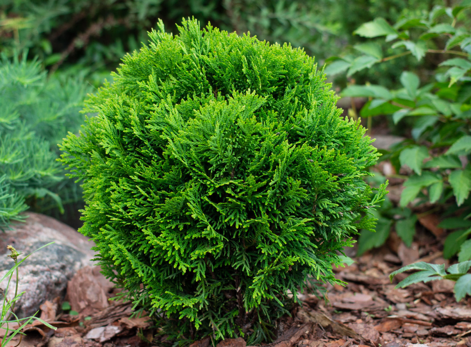 Topiary Garden Centre | Top Tips For Beginners | LovePlants