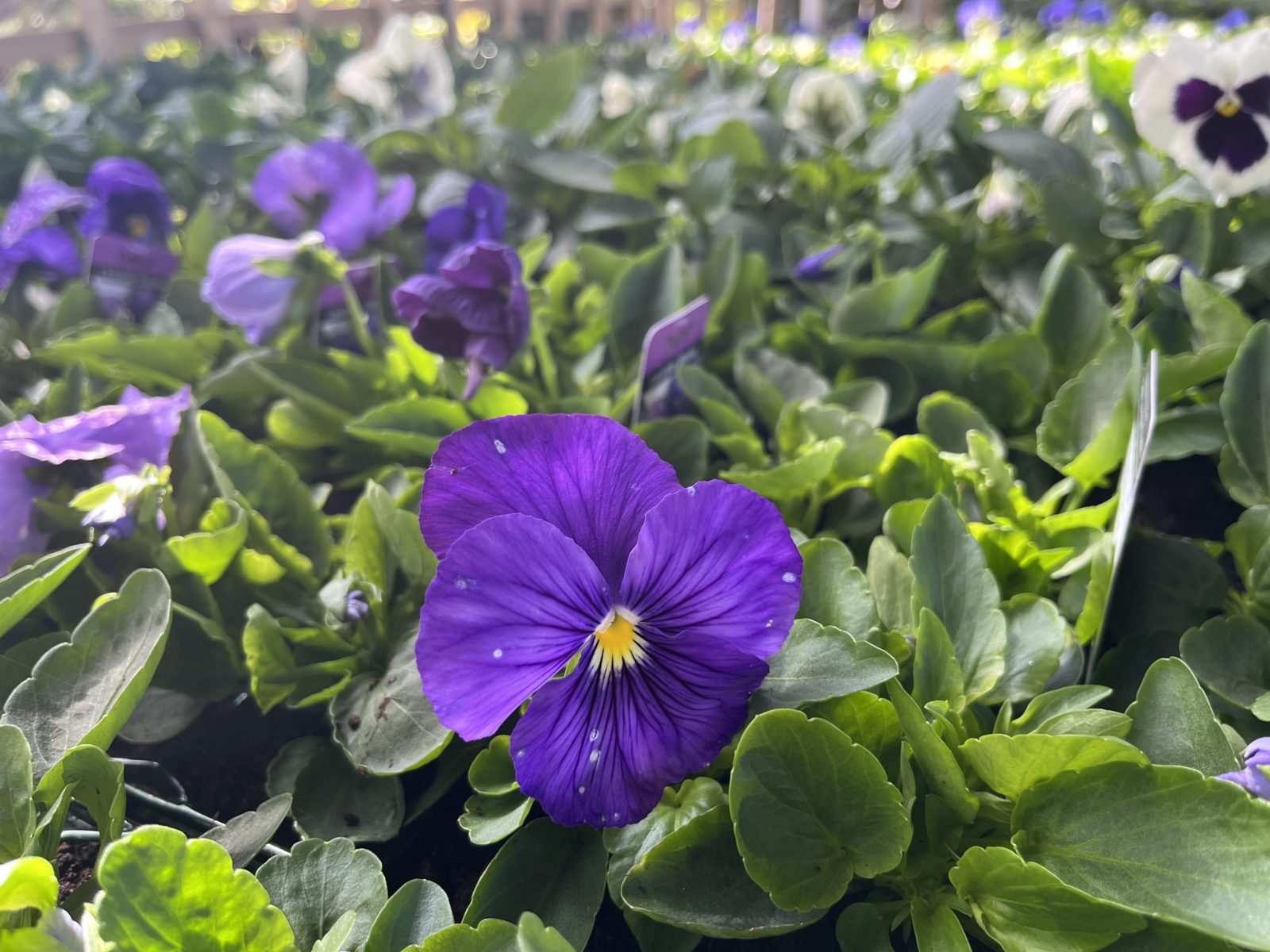 special offers on bedding plants