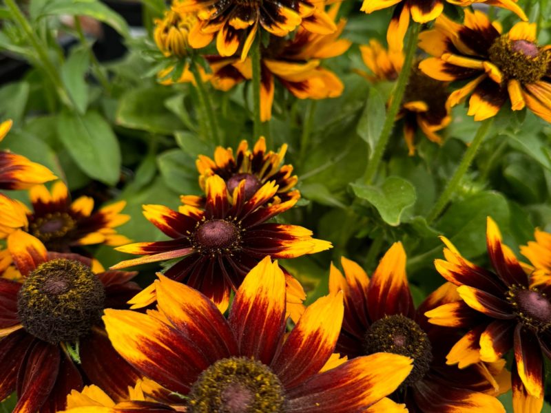 August Plant of the Month: Rudbeckia