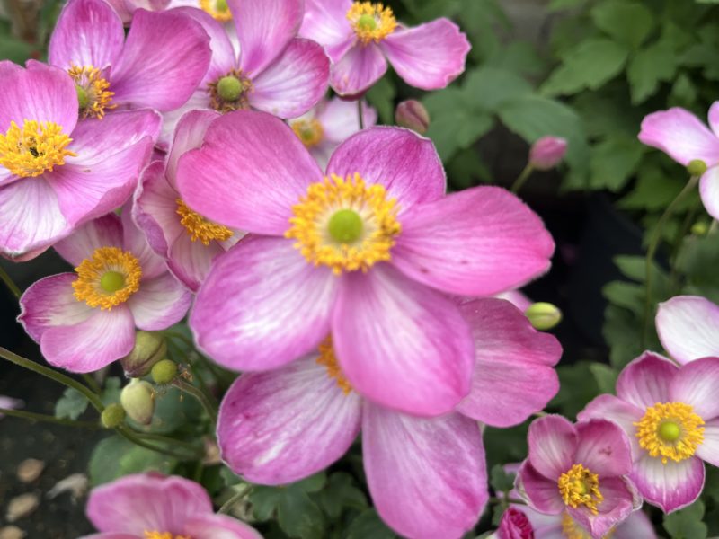 September Plant of the Month: The Anemone