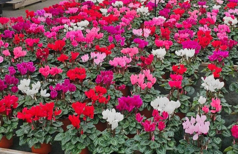 November Plant of the Month: Cyclamen