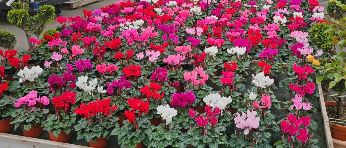 Cyclamen - Love Plants Shrewsbury