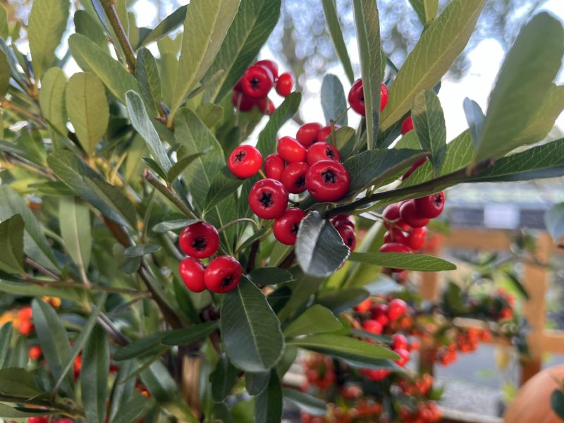 October Plant of the Month: Pyracantha (Fire Thorn)