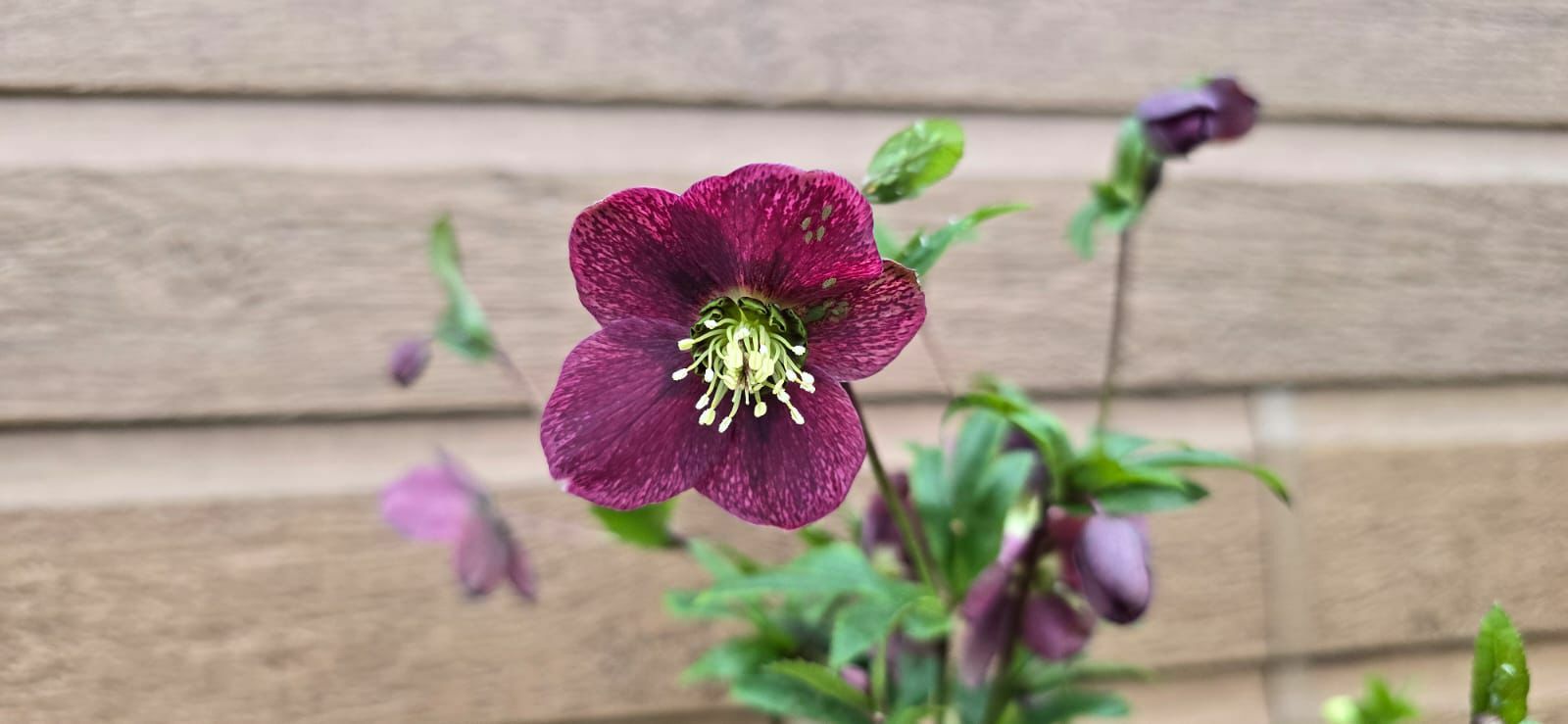 December Plant of the Month: Helleborous