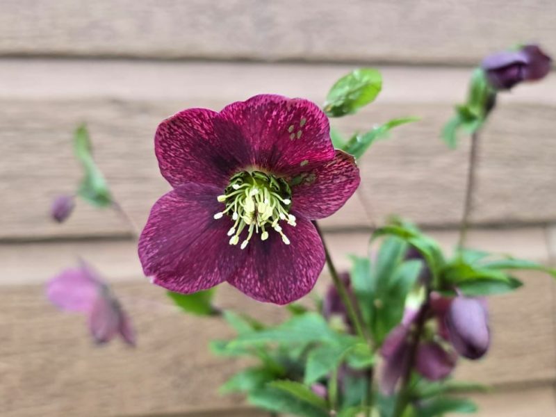 December Plant of the Month: Helleborous