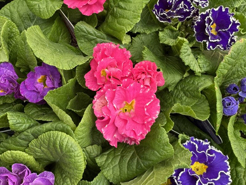 February Plant of the Month: Primrose