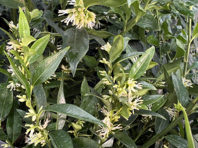 January Plant of the Month: Sarcococca