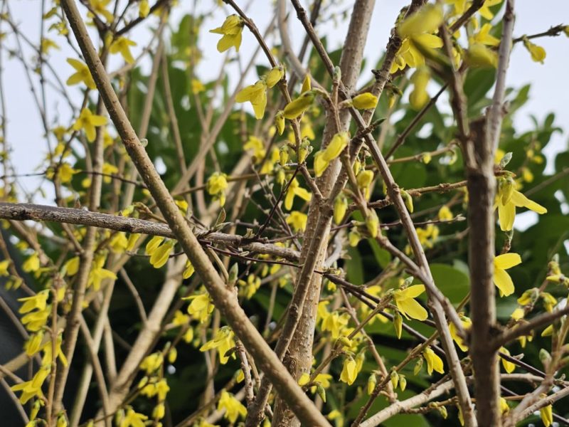 March Plant of the Month: Forsythia